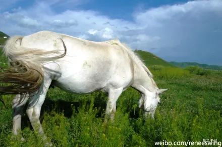 师兄老马(三)亦龙亦虫