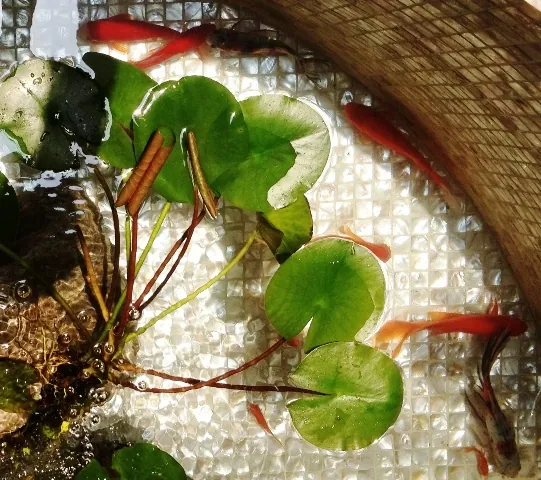 有花日子
