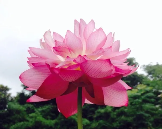 叫声芳邻